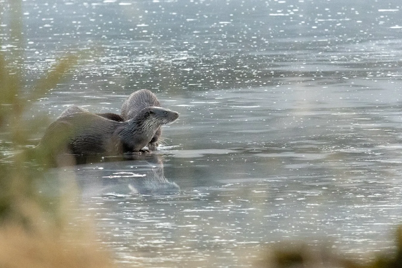 Две речные выдры у кромки воды на блестящей глади; иллюстрация вида, снимок сделан в Швеции