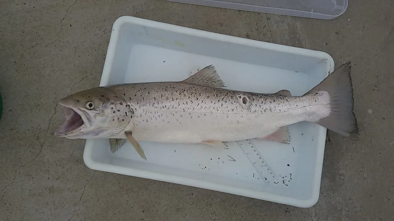 Черноморская кумжа (Salmo labrax) из Одесского залива, Украина; в реке Сочи кадр не снимался