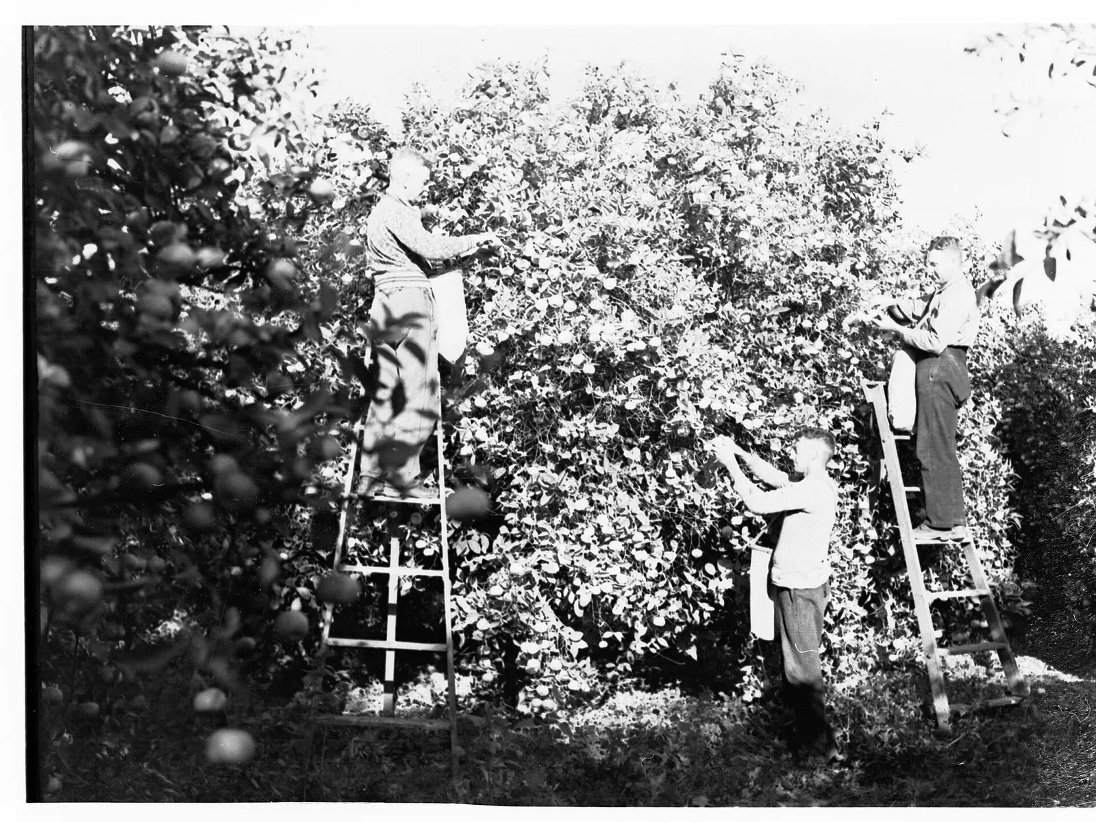 Сборщики мандаринов на стремянках в Ренмарке, Южная Австралия, около 1935 года (архивный снимок, иллюстрация к ручному сбору)