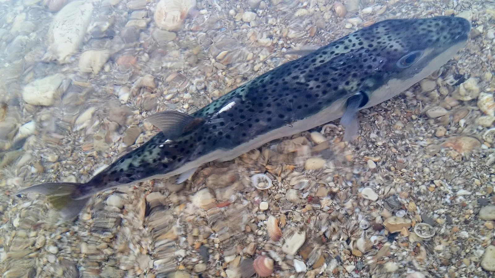 Иглобрюх Lagocephalus spadiceus в заповеднике Шикмона, Израиль