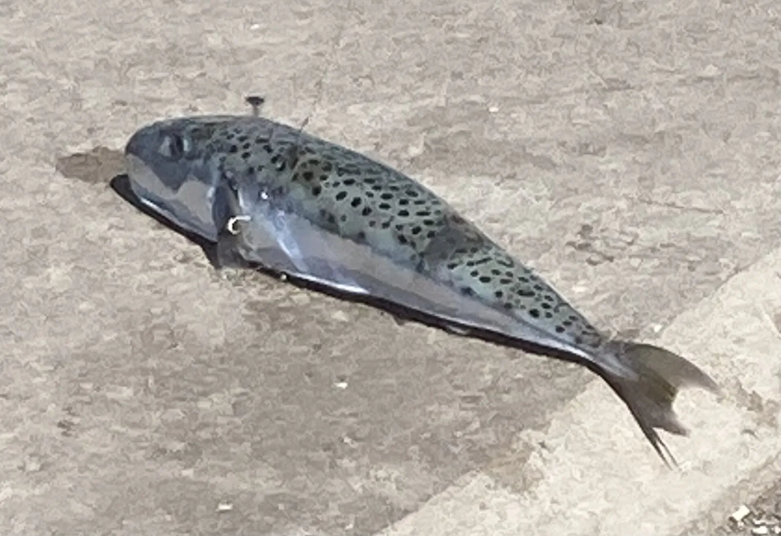 Серебристощёкий иглобрюх Lagocephalus sceleratus, Греция