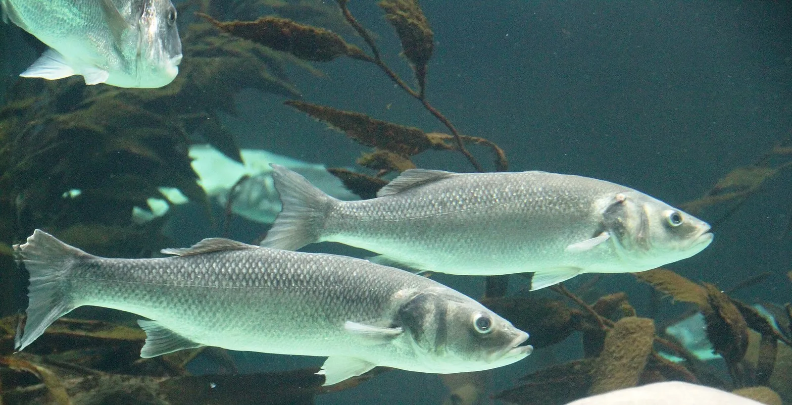 Два лаврака, они же сибасы, в аквариуме среди бурых водорослей