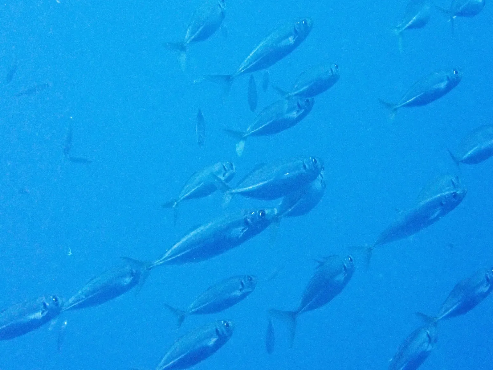 Стая ставриды (Trachurus mediterraneus) в открытой воде