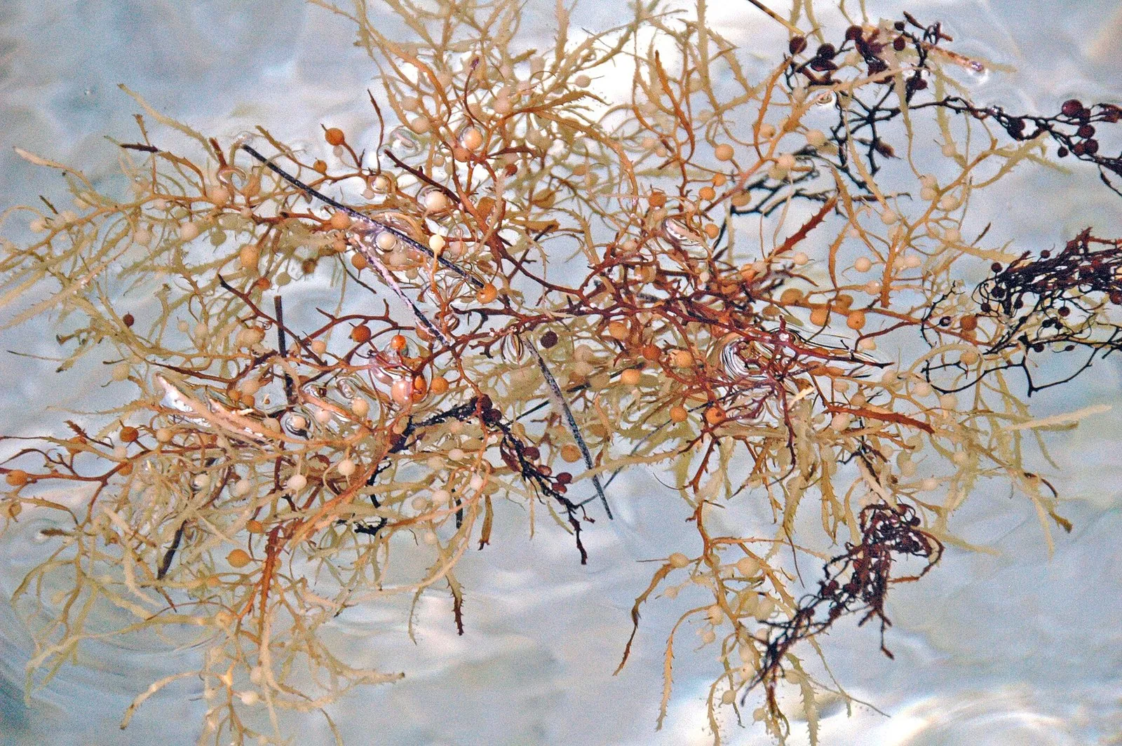 Плавучая бурая водоросль саргассум Sargassum natans у поверхности воды: от таких водорослей Саргассово море получило имя