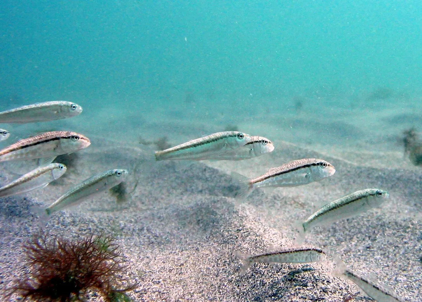 Косяк барабули (Mullus barbatus ponticus) над песчаным дном Чёрного моря