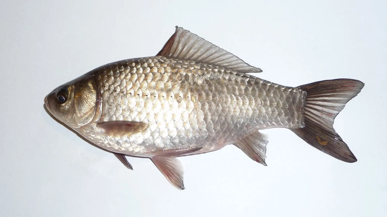 Серебряный карась Carassius gibelio