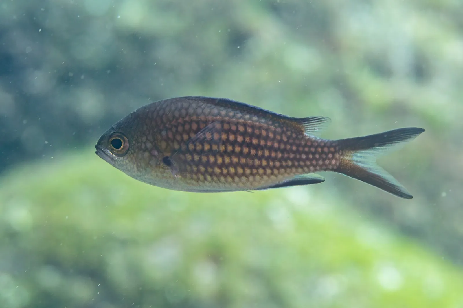 Морская ласточка Chromis chromis у берега Сицилии