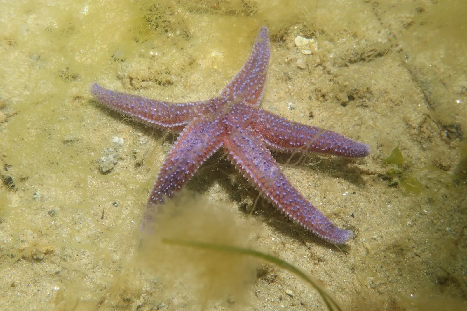Атлантическая морская звезда Asterias rubens на песчаном дне. Тот же вид, что найден в Чёрном море; снимок сделан во Франции