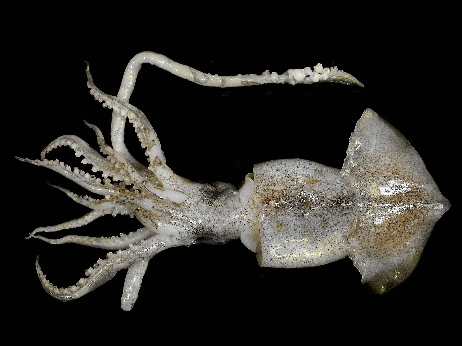 Кальмар Todaropsis eblanae, один из трёх видов, найденных в Мраморном море в 1991–1992 годах (особь из Кельтского моря)