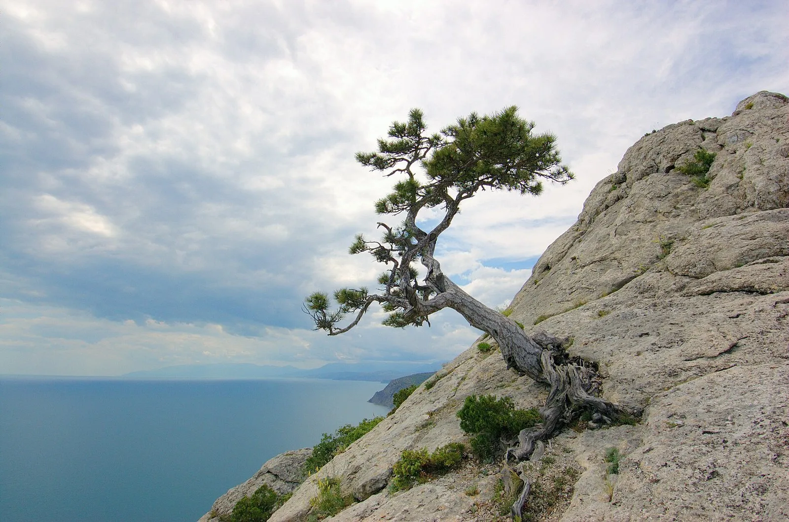 Сосна Станкевича в Крыму: одиночное дерево на скале над морем (фото: Иерей Максим Массалитин from Cannes, France, Wikimedia Commons, CC BY-SA 2.0)