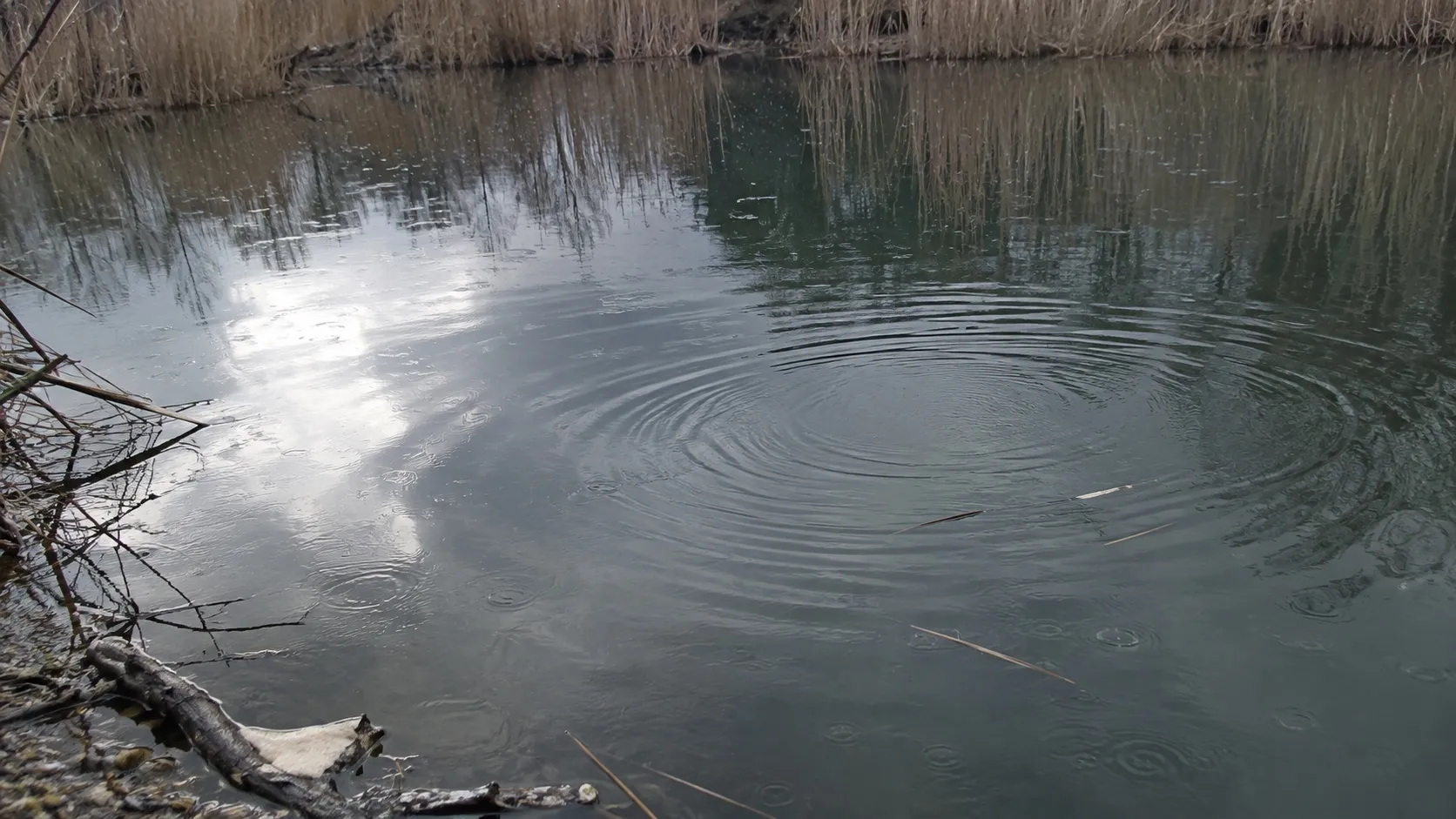 Круги на тёмной воде зимнего пруда: утка, ушедшая под воду почти без всплеска, оставляет на поверхности только их