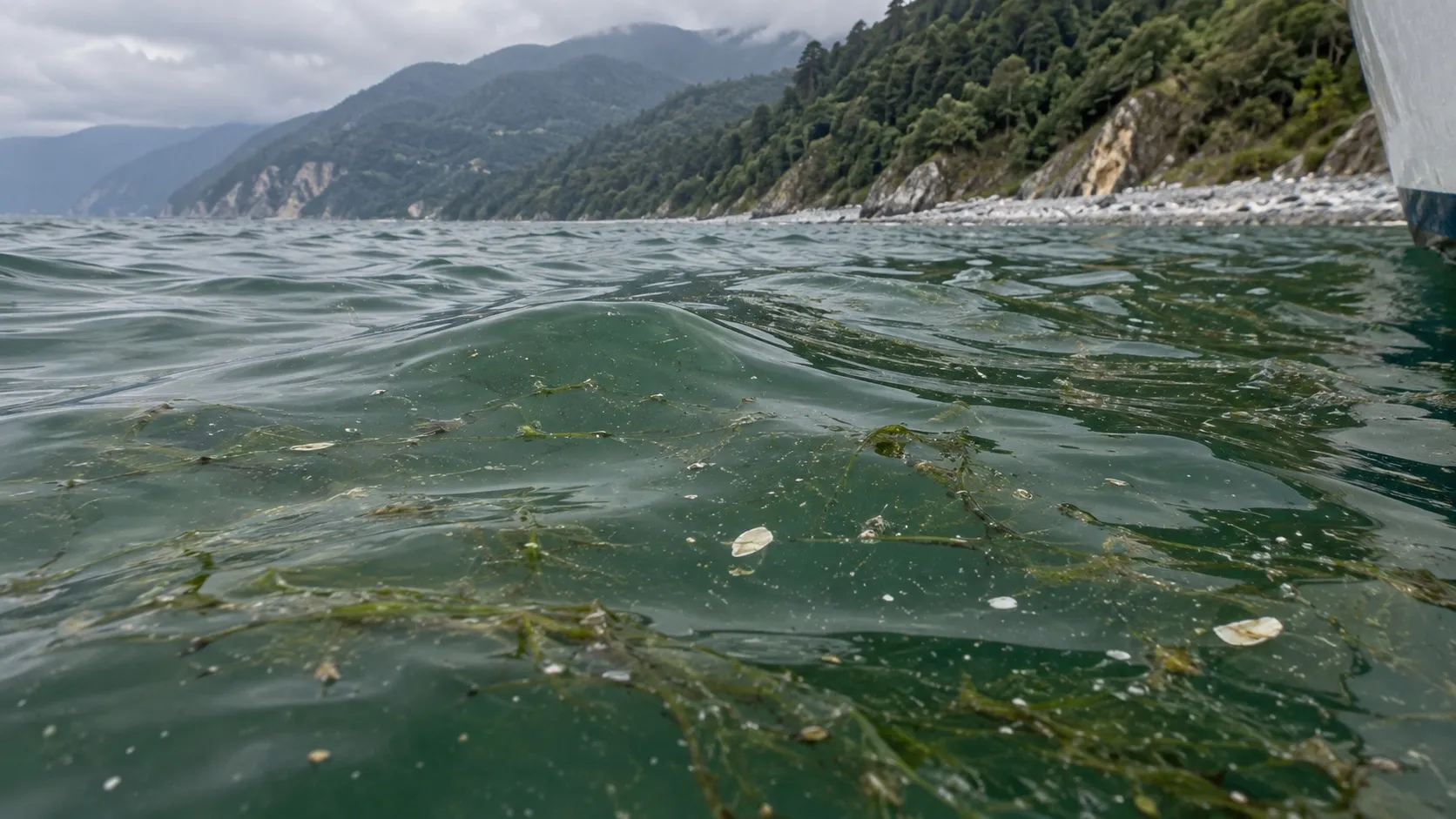 Зеленоватая вода с клочьями нитчатых водорослей: избыток питания первым делом видно у самой поверхности